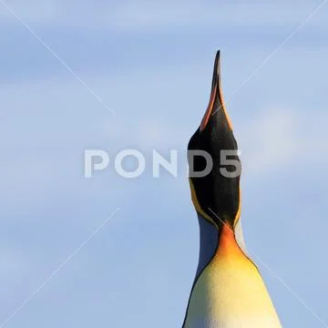 King penguin, aptenodytes patagonicus, Saunders, Falkland Islands Stock Photos