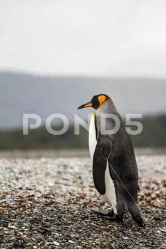 King penguin, Aptenodytes patagonicus, walking on rocky gravel beach in Isla Stock Photos
