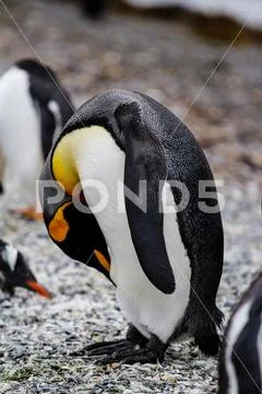 King penguin, Aptenodytes patagonicus, walking on rocky gravel beach in Isla Stock Photos