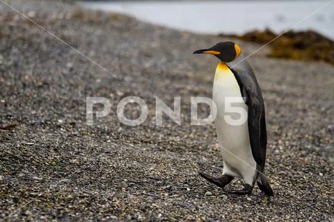 King penguin, Aptenodytes patagonicus, walking on rocky gravel beach in Isla Stock Photos