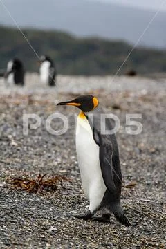 King penguin, Aptenodytes patagonicus, walking on rocky gravel beach in Isla Stock Photos