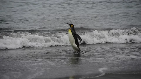 King Penguin on the beach Vídeo Stock 62451889