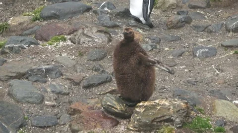 King penguin chick calling begging flapping, South Georgia, 4K Stock Footage 332359198