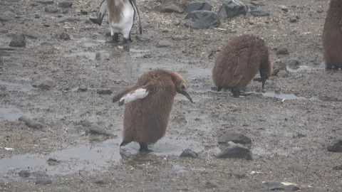 King penguin chick calling searching for parent, South Georgia, 4K Vídeos de archivo 332333817