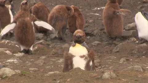 King penguin chick molting 01 스톡 동영상 83139539