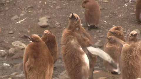 King penguin chick molting 02 스톡 동영상 83139526