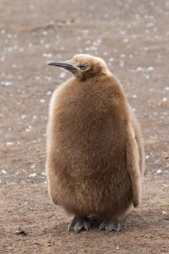 King penguin chick Stock Photos