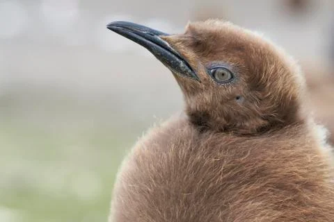 King Penguin chick Stock Photos