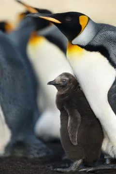 King penguin with a chick Stock Photos