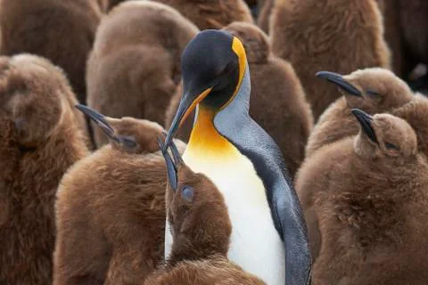 King Penguin with chicks Stock Photos