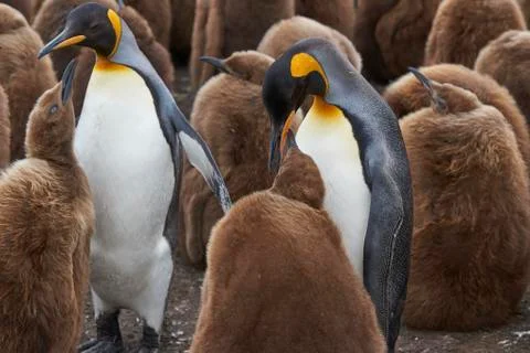 King Penguin with chicks Stock Photos