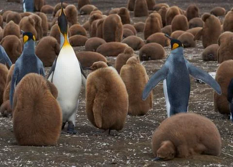 King Penguin with chicks Stock Photos