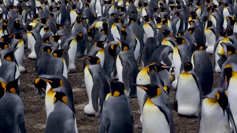 King Penguin Colony 4K High Quality Nature Documentary Volunteer Point Stock Footage 277918307