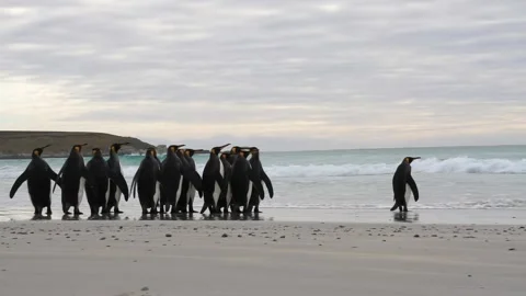 King penguin colony on beach Video stock 328387017