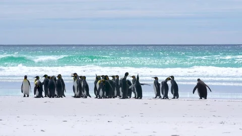 King Penguin Colony on Beach White Sand Blue Turquoise Waves Volunteer Stock Footage 277918357