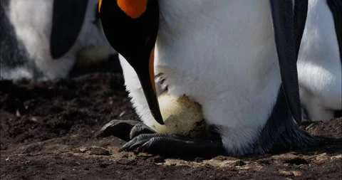 King penguin in colony check hatching egg Stock Footage 270236189