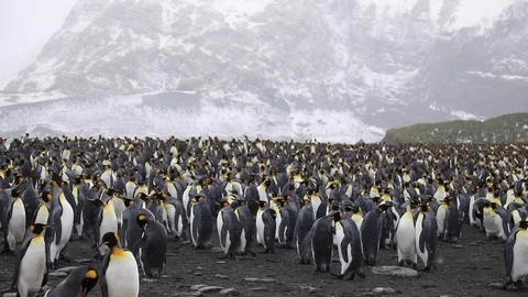 King Penguin colony Stock Footage 104983249