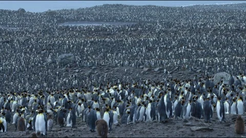 King penguin colony Stock Footage 138039451