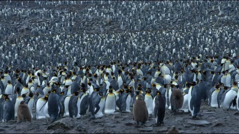 King penguin colony Stock Footage 138039508