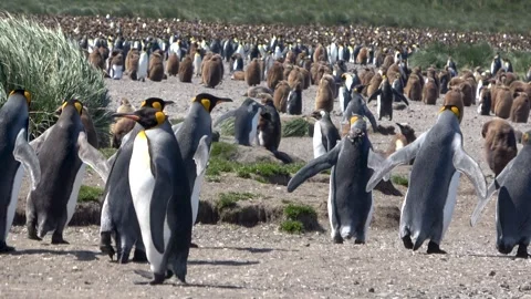 King penguin colony with foreground movement, South Georgia, 4K Stock Footage 332359144
