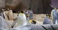 King Penguin colony indoor close up in artificial rock cave 4k or 4k+ Resolution