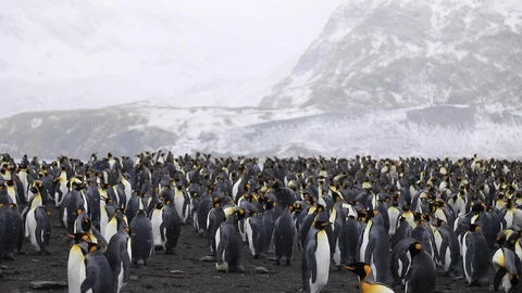 King Penguin colony with mountain backdrop.  Stock Footage 104983538