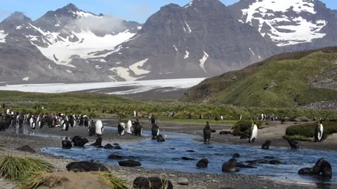 King Penguin Colony Nesting Site by Glacial Mountains 4k Telephoto Video Shot Vidéo 338253499