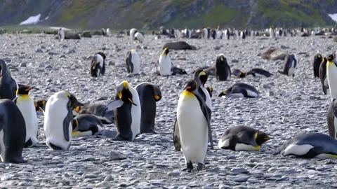 King penguin colony at Right Whale Bay, South Georgia Islands, UK Stock Footage 346715049