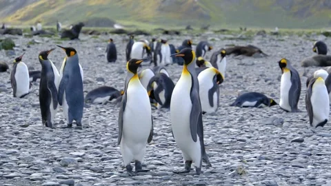 King penguin colony at Right Whale Bay, South Georgia Islands, UK Stock Footage 346715076