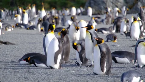 King penguin colony at Right Whale Bay, South Georgia Islands, UK Stock Footage 346715155