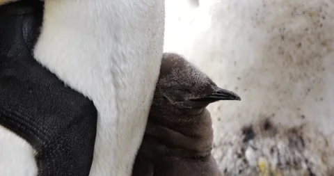 King penguin colony with small chick leaning on parent,close shot Stock Footage 270304053