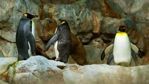 King penguin in a controlled environment at a zoo to preserve the species Видео 206058041