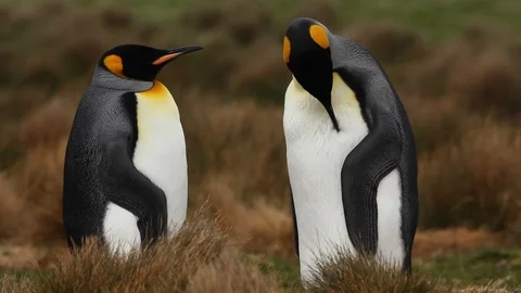 King penguin couple cuddling in wild nature with green background Stock Footage 87567655