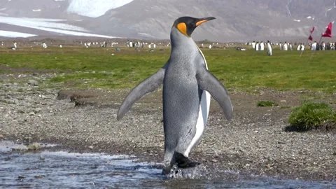 King penguin crossing stream South Georgia, 4K Stock Footage 332359244