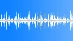 King Penguin CU Begging Sound Effect