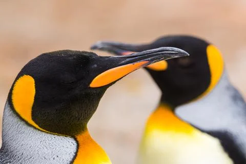 King Penguin duo Stock Photos