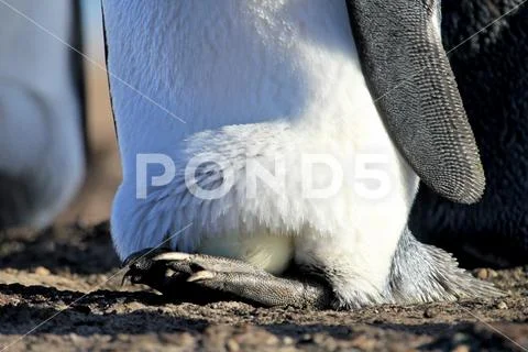 King penguin with an egg between the feet, aptenodytes patagonicus, Saunders Stock Photos