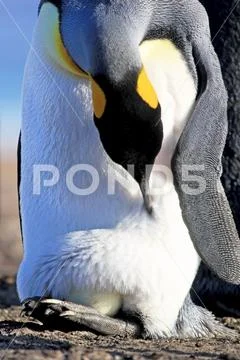 King penguin with an egg between the feet, aptenodytes patagonicus, Saunders Stock Photos