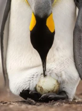 King penguin with an egg on feet waiting for it to hatch Stock Photos