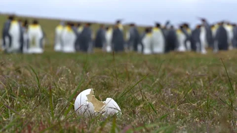 King Penguin Egg Shell Cracked Open on Grass Windy Day. Cinematic Wildlife .. Stockbeeldmateriaal 339510313