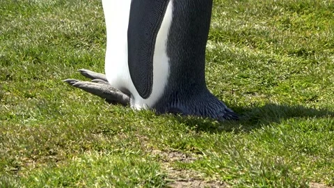 King penguin feet close-up walking, 4K Stock Footage 332359147