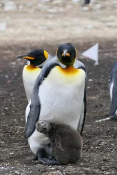 King Penguin with fluffy chick both looking into camera, Falkland Islands Stock Photos