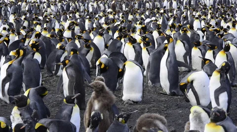 King Penguin Stock Footage 54492149