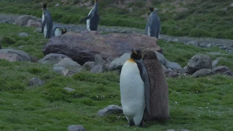 King penguin Stock Footage 137739634