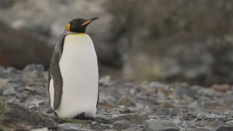 King Penguin Stockbeeldmateriaal 143570908