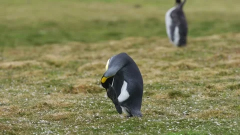 King Penguin Funny Scratching Himself on Grass Bends Over, Shakes, and Walk.. Stock Footage 339510302