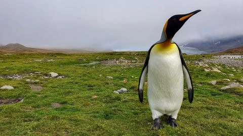 King penguin on grass Stock Photos