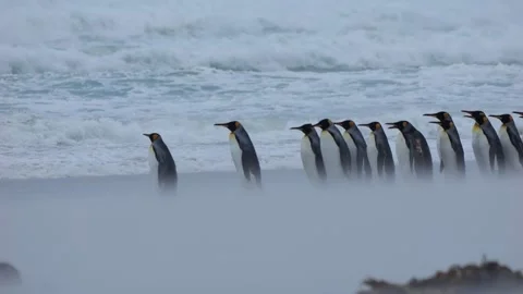 King penguin group at stormy beach with wind blowing sand Stock Footage 270246543