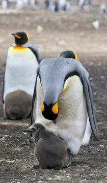 King Penguin with grumpy fluffy chick in colony, Falkland Islands Stock Photos