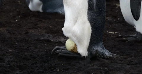 King penguin hatching in colony, reveals egg Stock Footage 270245194
